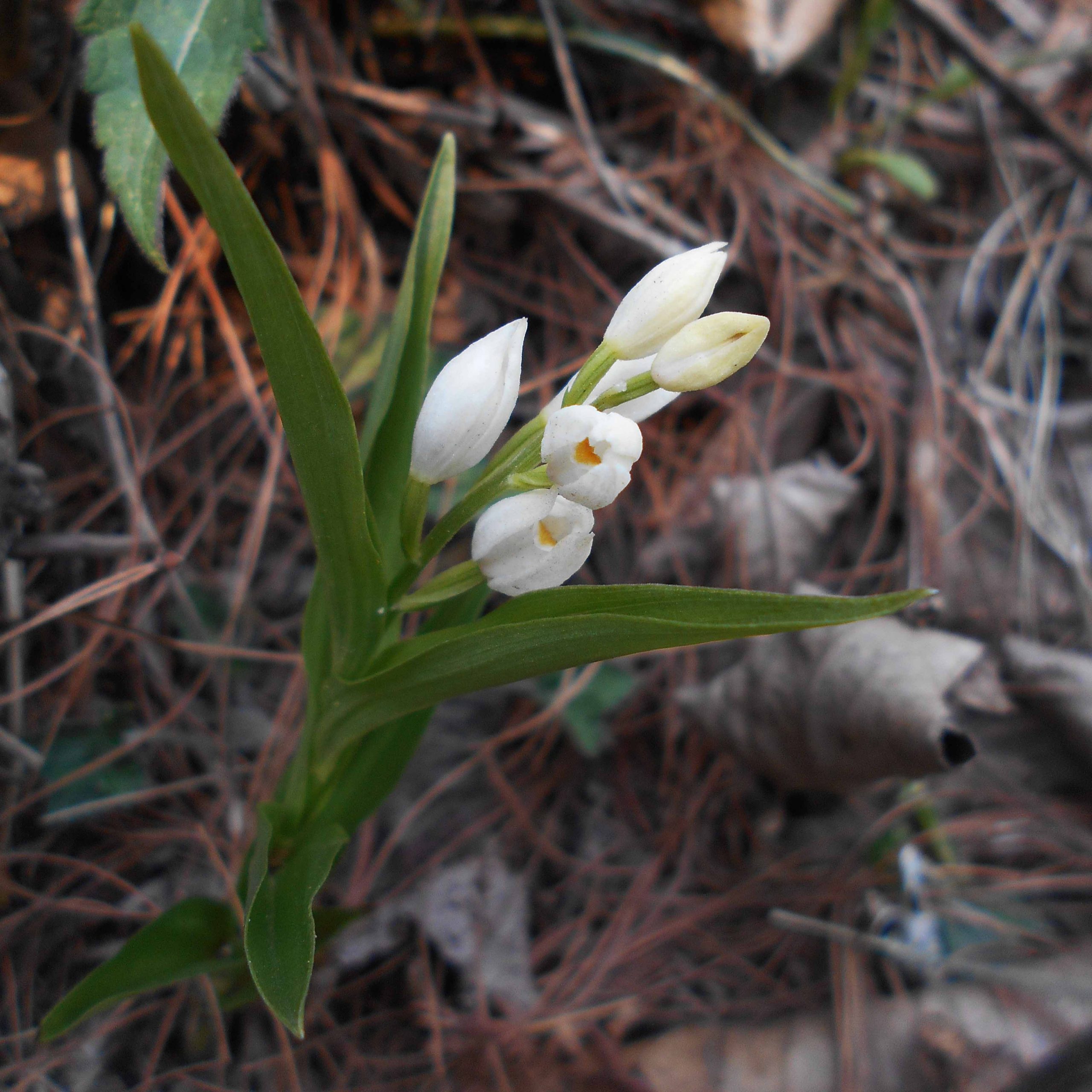 Cephalanthera longifolia (L.) Fritsch Orchids of Nepal