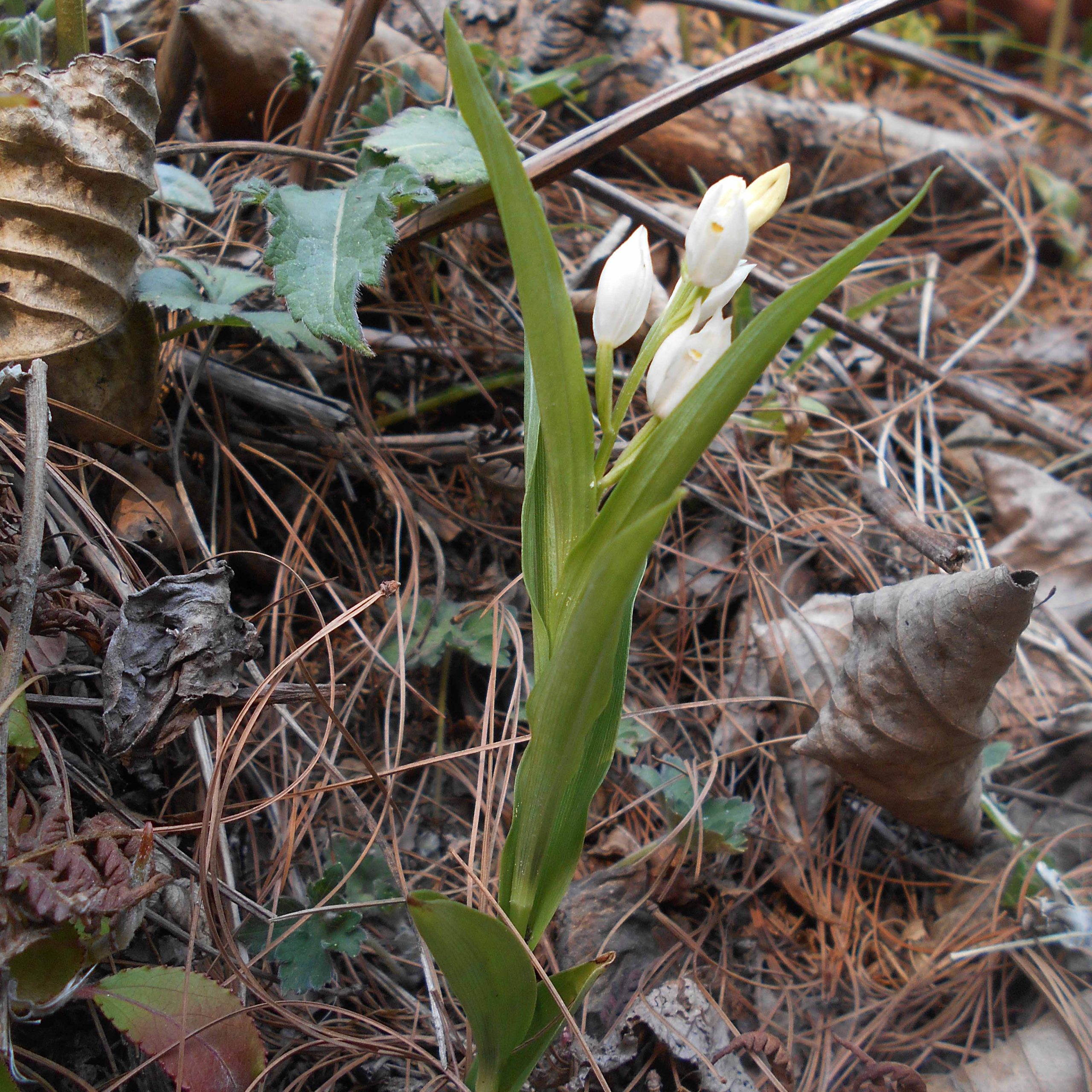 Cephalanthera longifolia (L.) Fritsch Orchids of Nepal