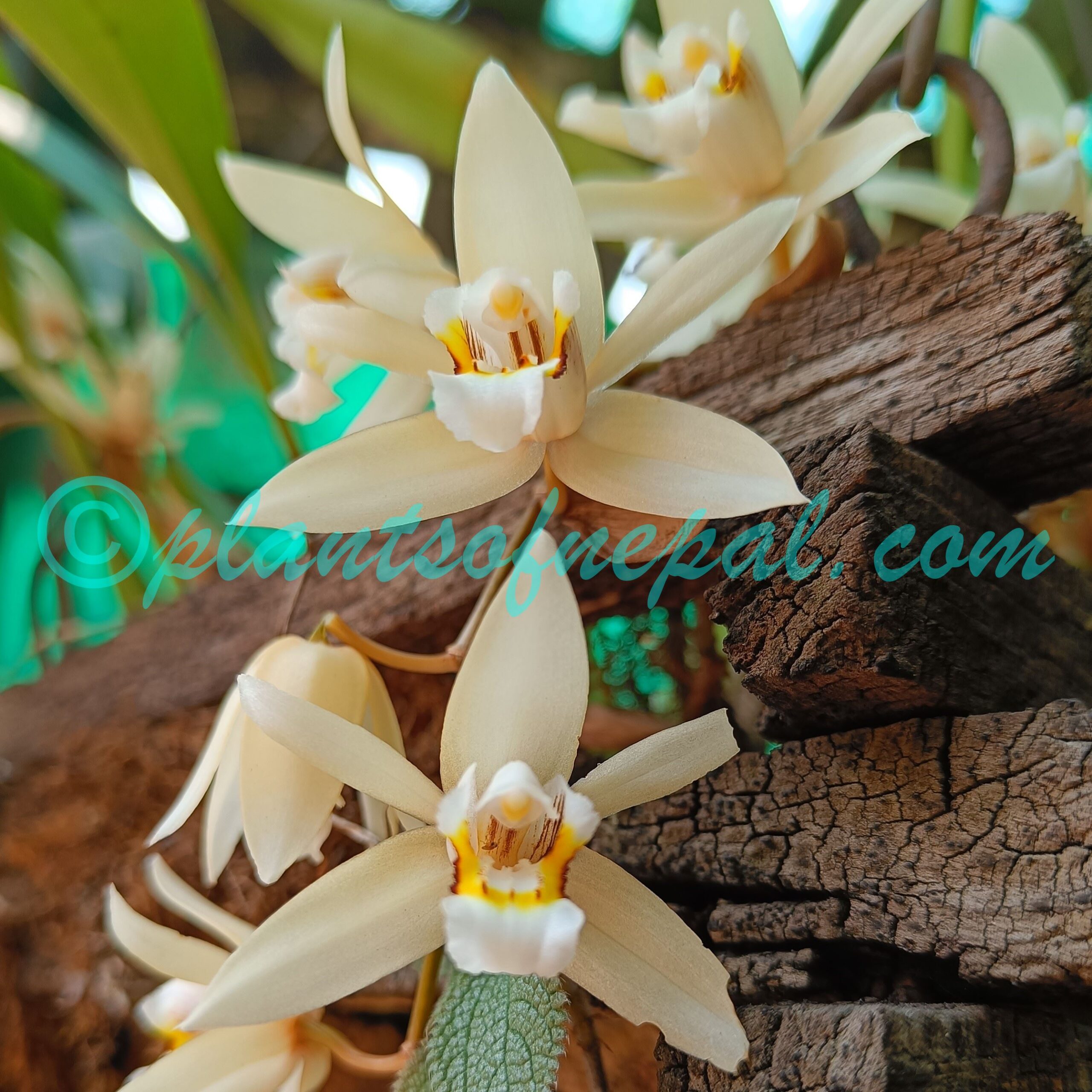 Coelogyne flaccida Lindl. Orchids of Nepal