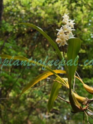 Coelogyne stricta (D.Don) Schltr. Orchids of Nepal
