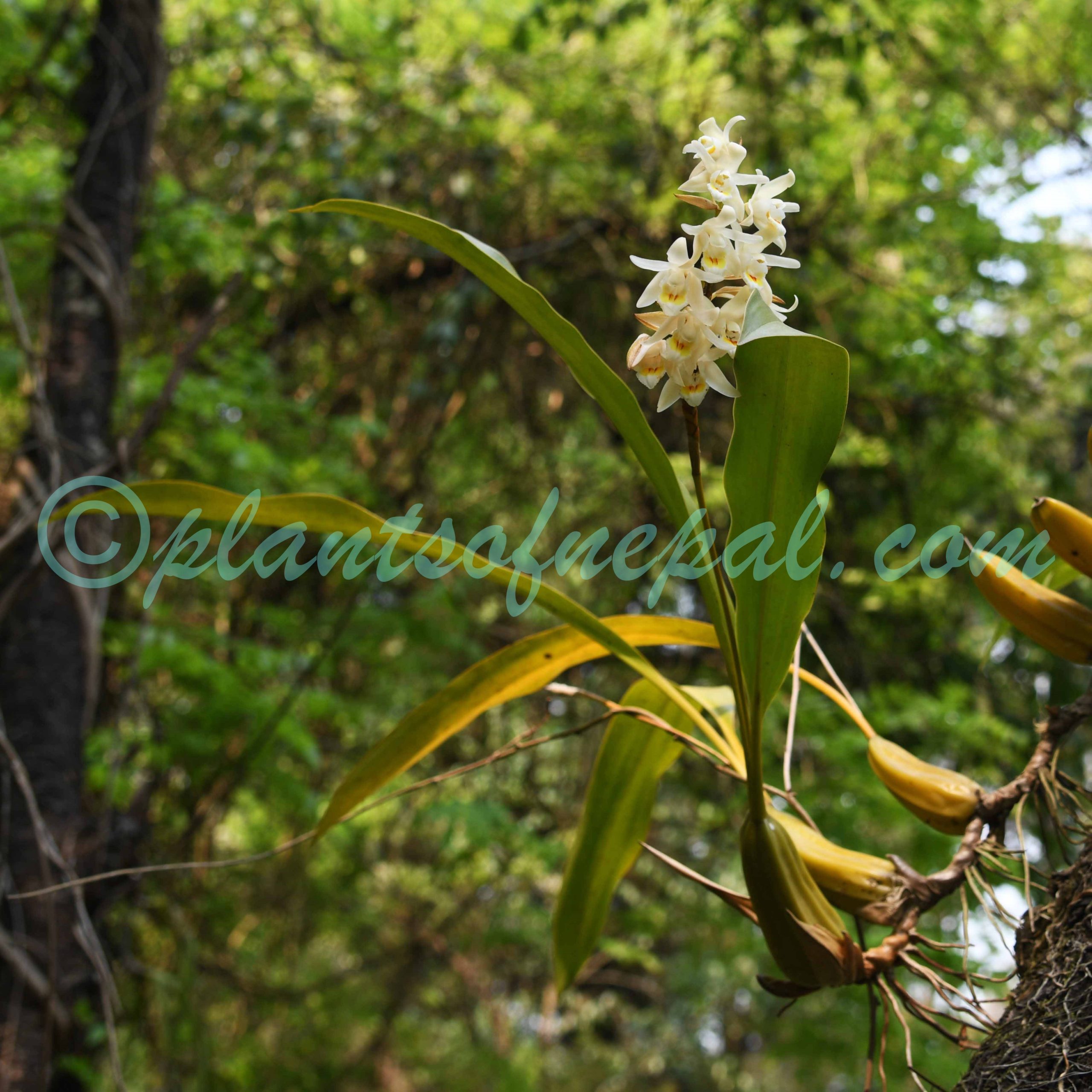 Coelogyne stricta (D.Don) Schltr. Orchids of Nepal