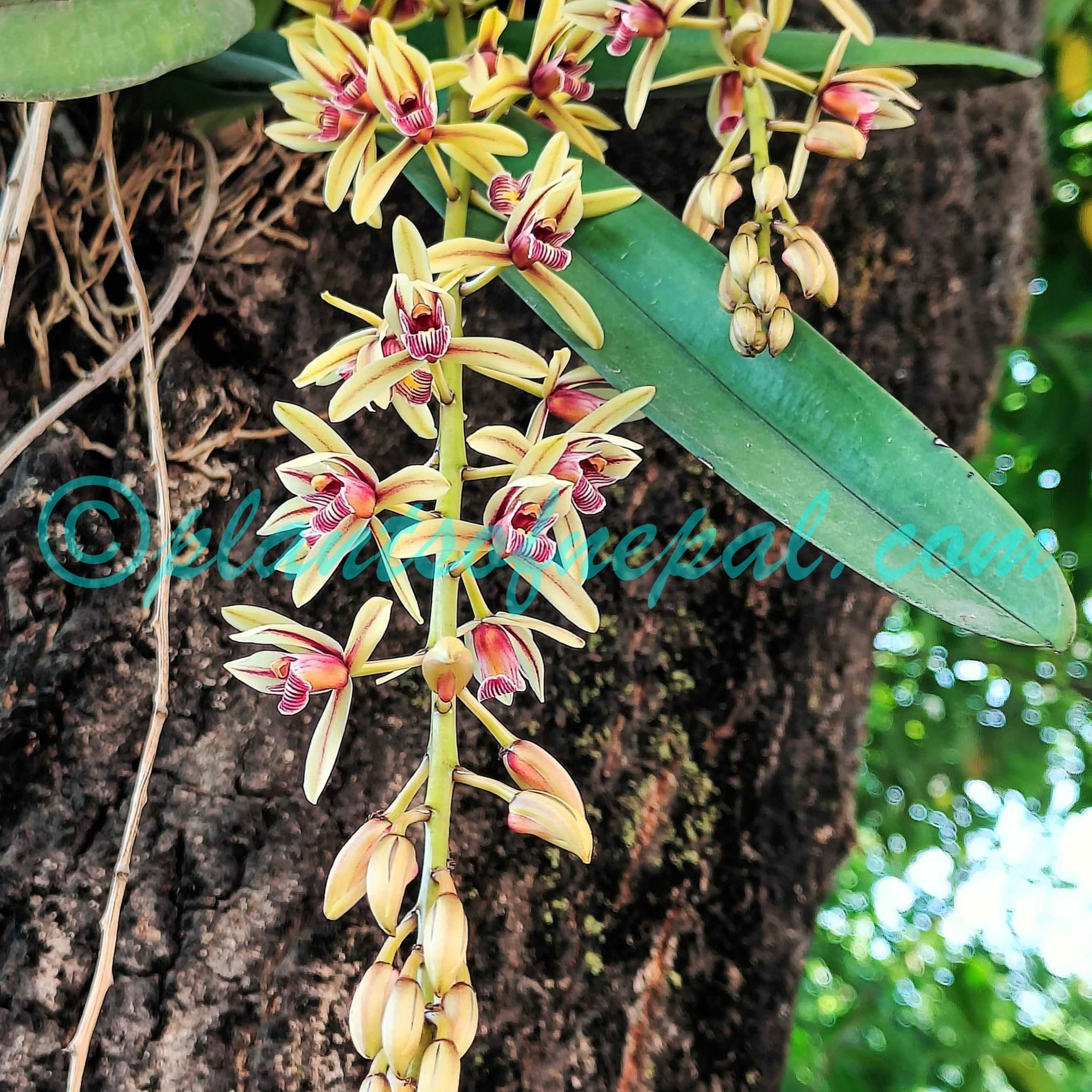 Cymbidium aloifolium (L.) Sw. Orchids of Nepal