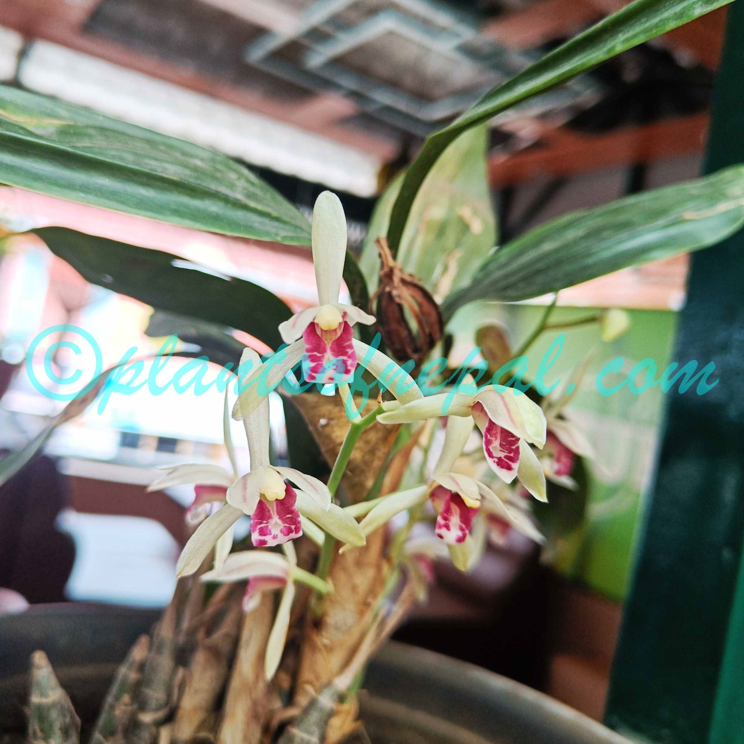 Cymbidium lancifolium Hook. Orchids of Nepal