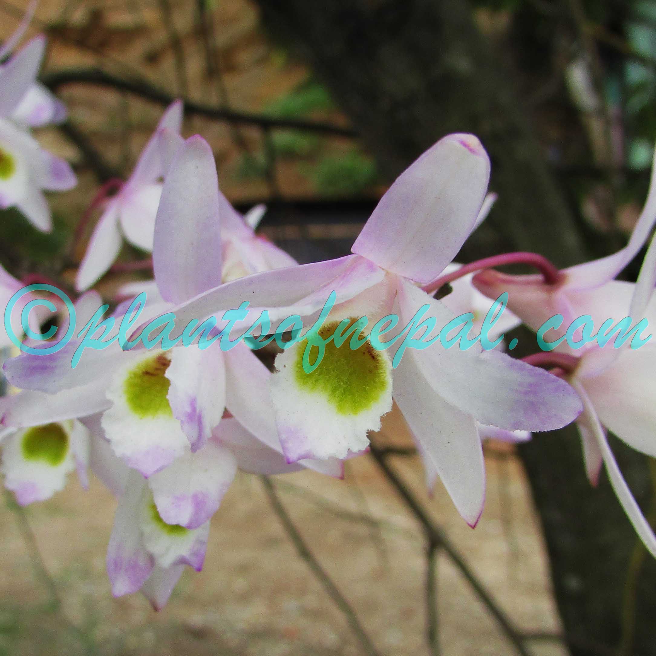 Dendrobium amoenum Wall. ex Lindl. Orchids of Nepal