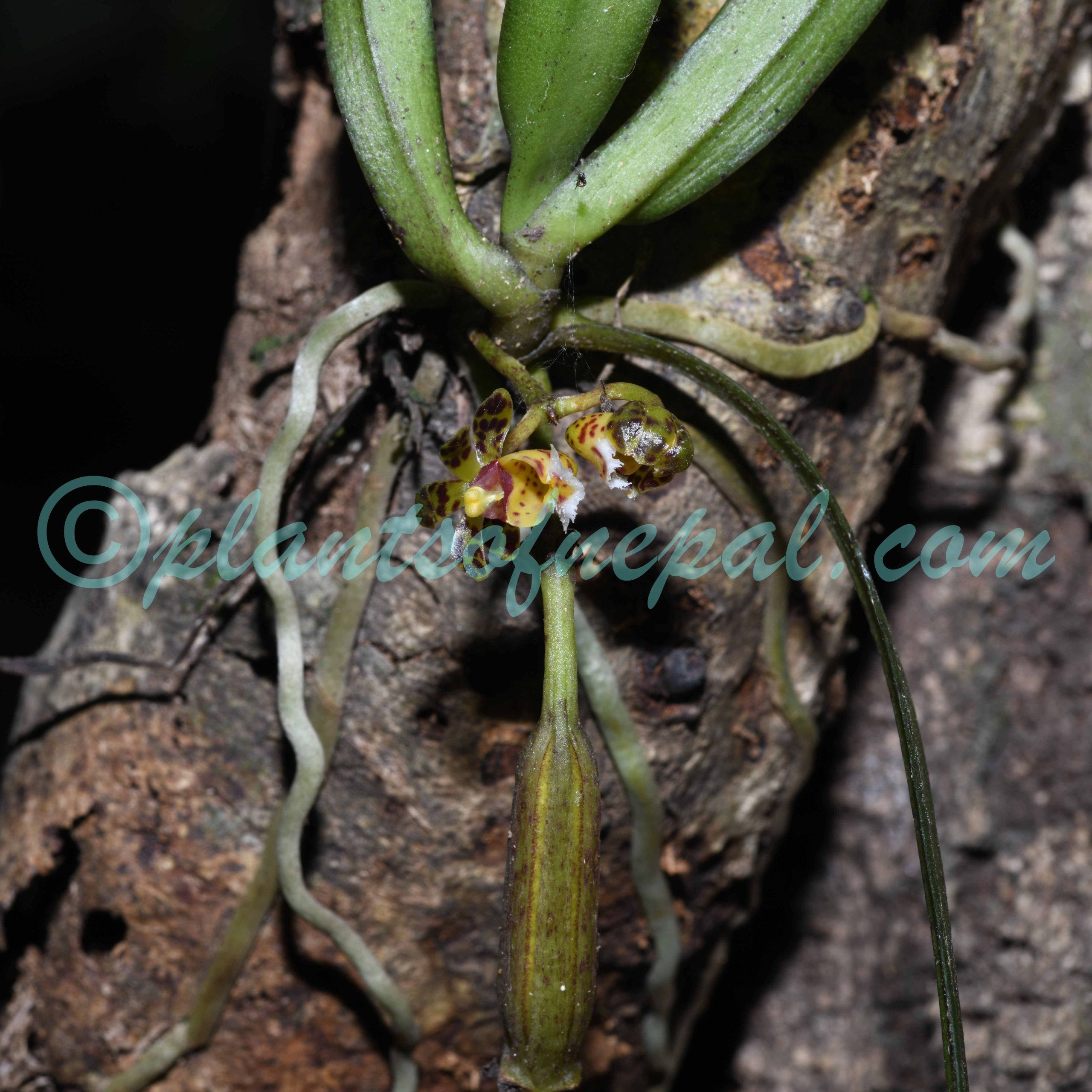 Gastrochilus calceolaris (Buch.-Ham. ex Sm.) D.Don Orchids of Nepal