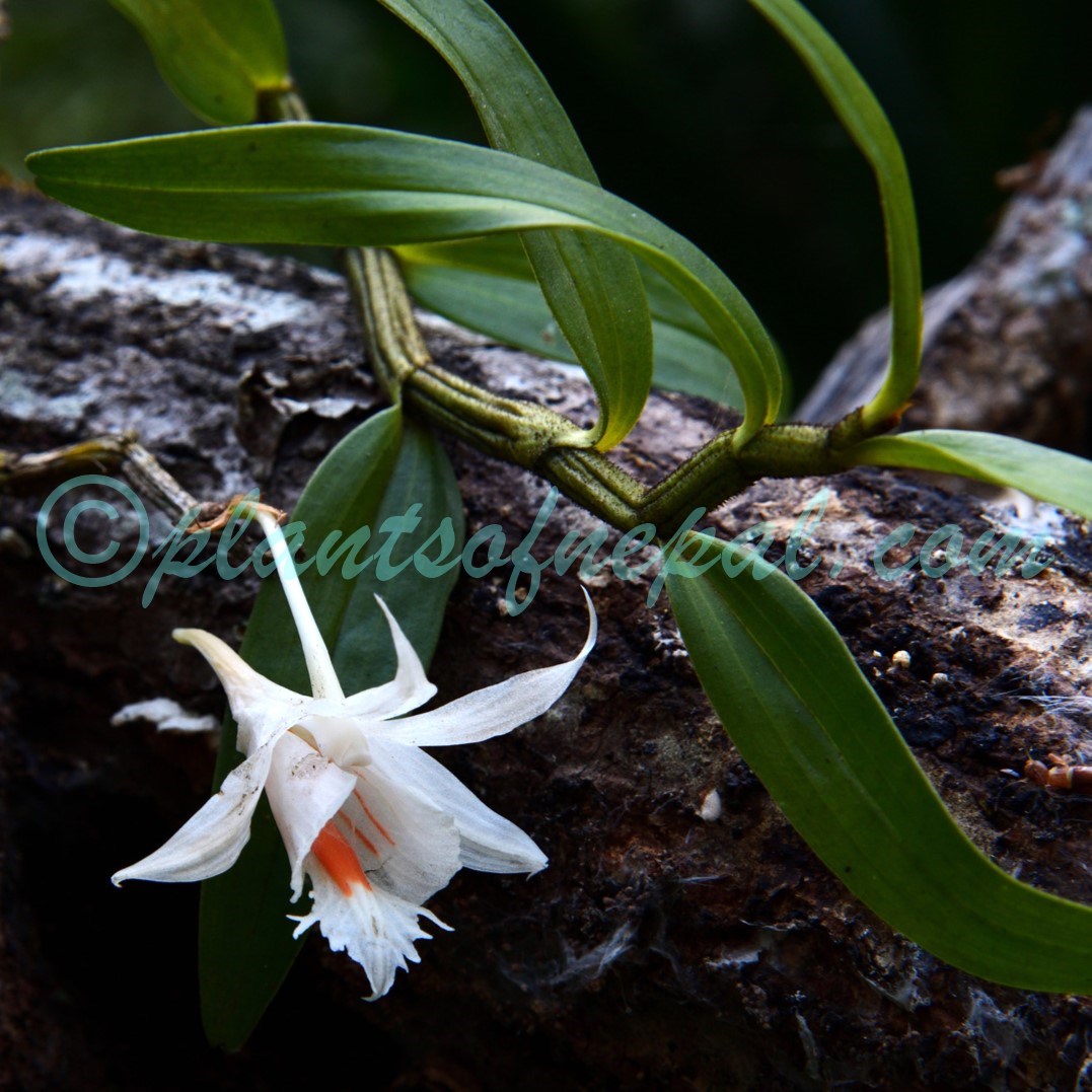 Dendrobium longicornu Lindl. Orchids of Nepal