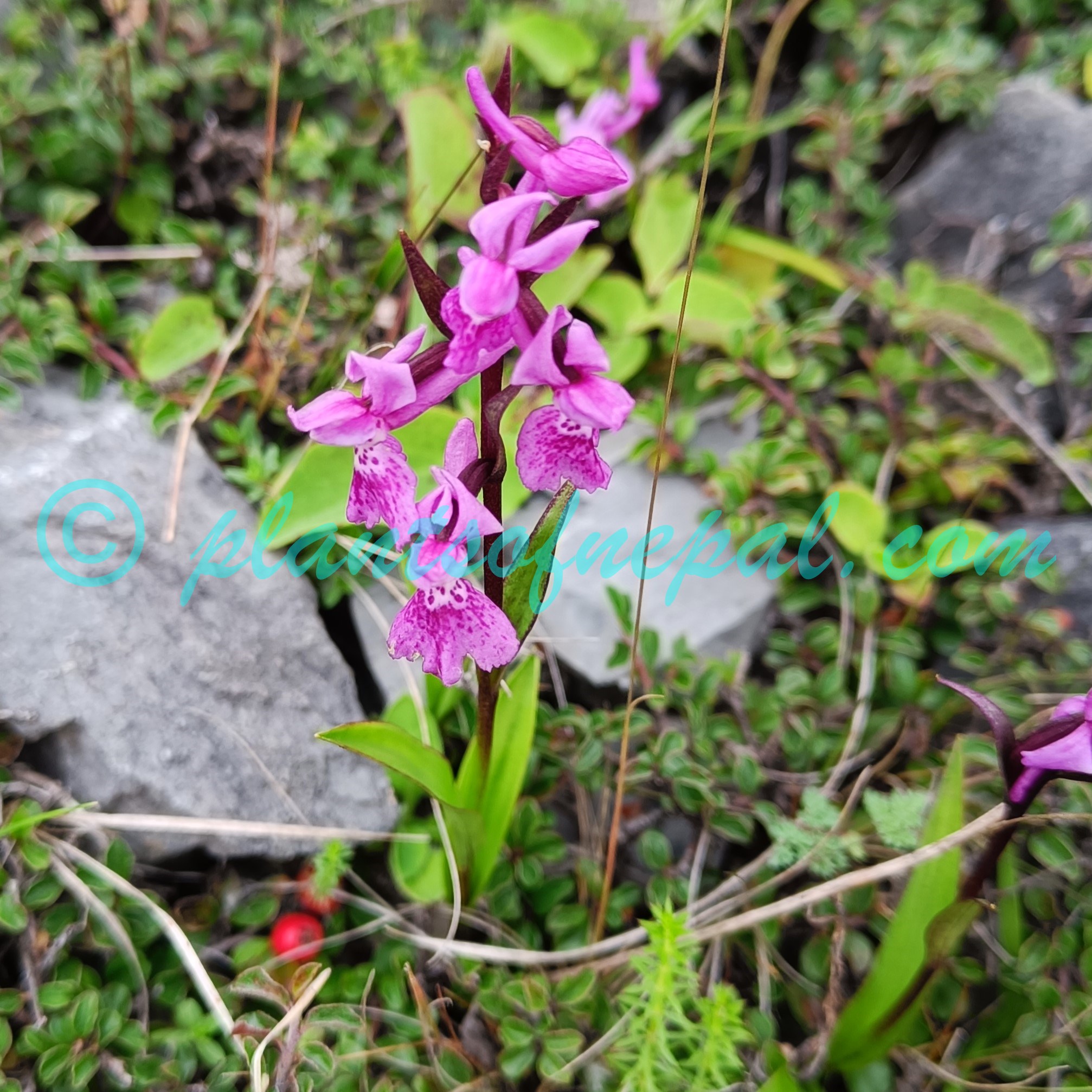 Hemipilia chusua (D.Don) Y.Tang & H.Peng Orchids of Nepal