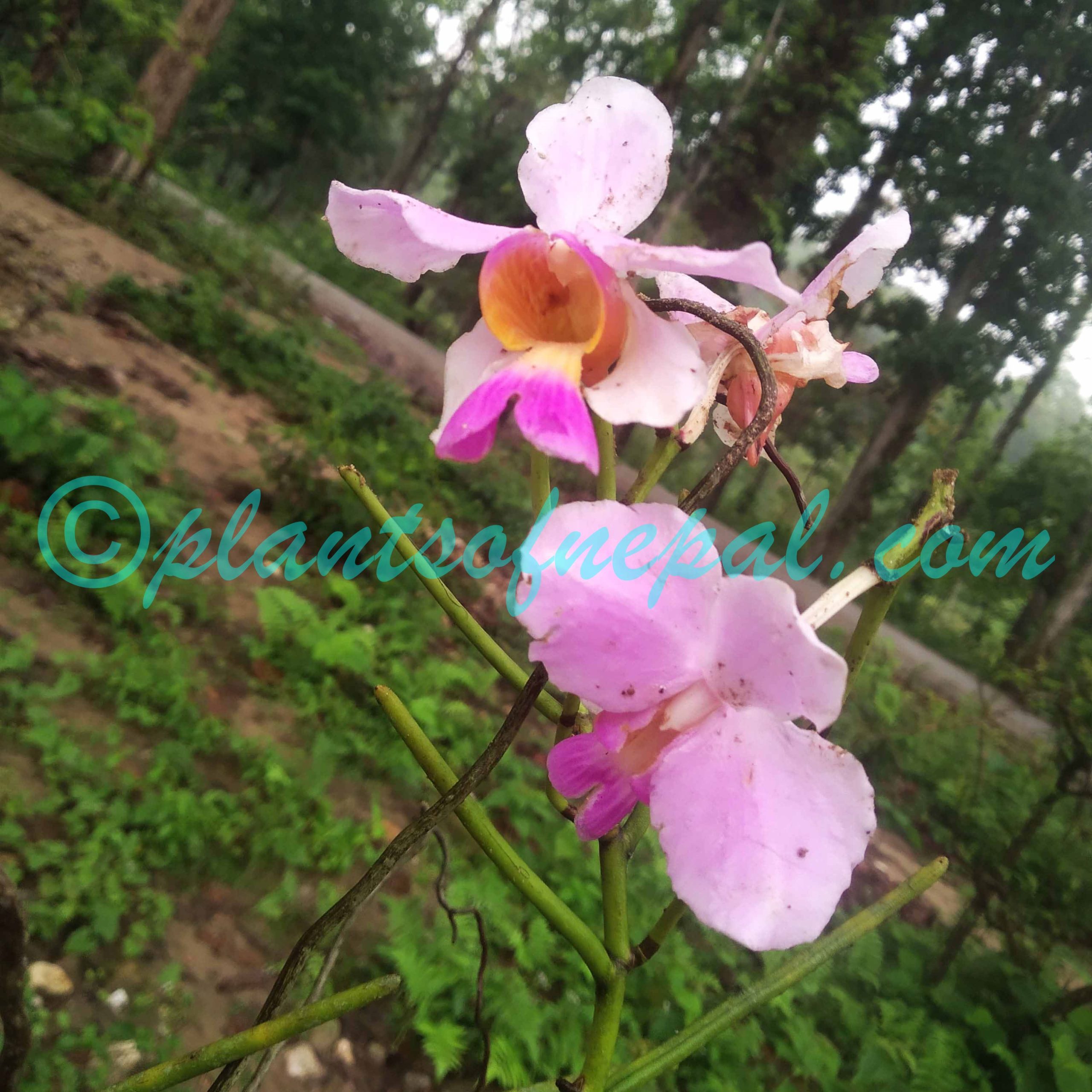 Papilionanthe teres (Roxb.) Schltr. Orchids of Nepal