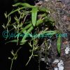Liparis resupinata Ridl. Orchids of Nepal
