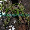 Liparis resupinata Ridl. Orchids of Nepal