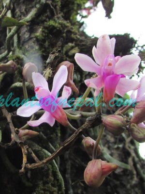 Phalaenopsis taenialis (Lindl.) Christenson & Pradhan Orchids of Nepal