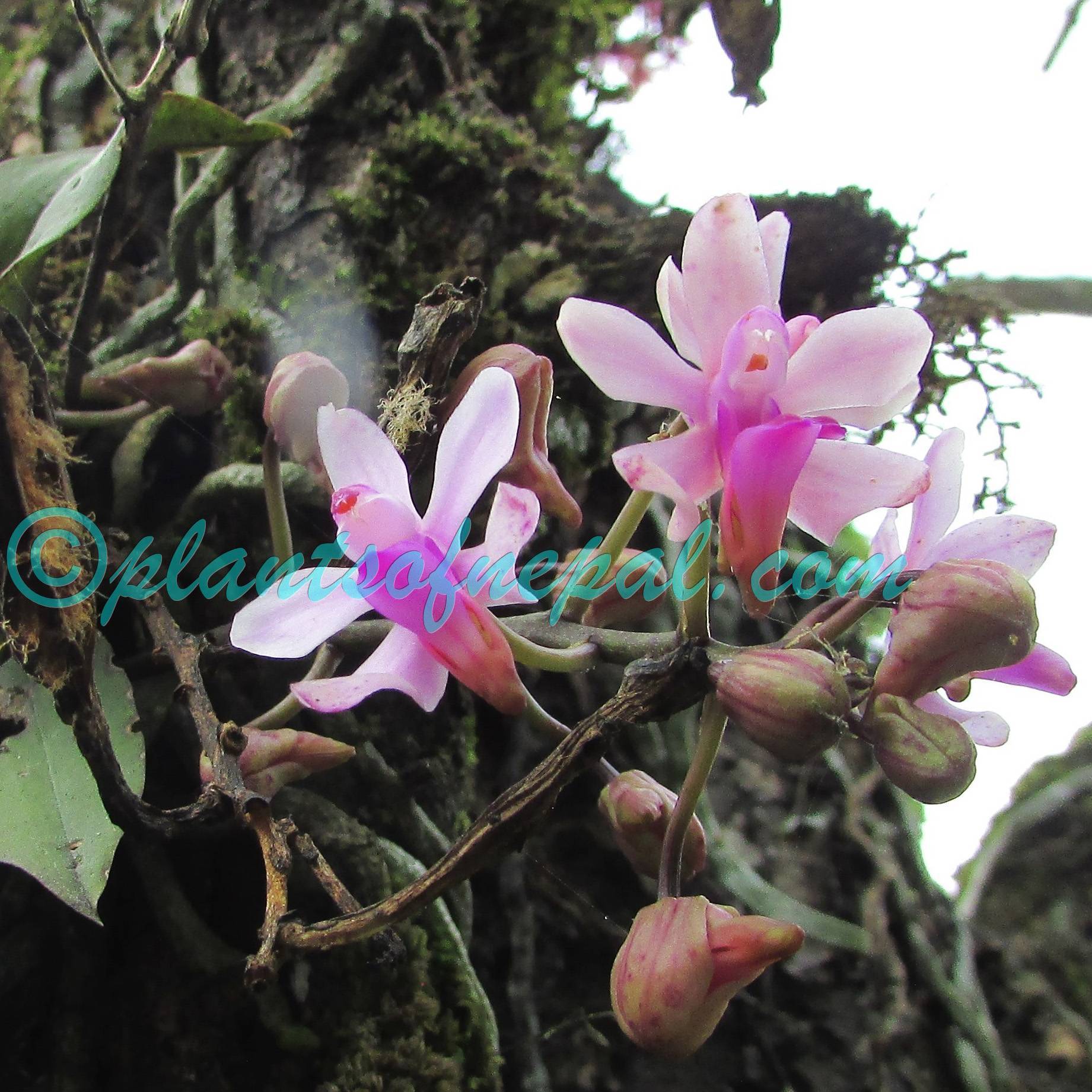 Phalaenopsis taenialis (Lindl.) Christenson & Pradhan Orchids of Nepal
