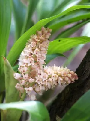 Pinalia spicata (D.Don) S.C.Chen & J.J.Wood Orchids of Nepal