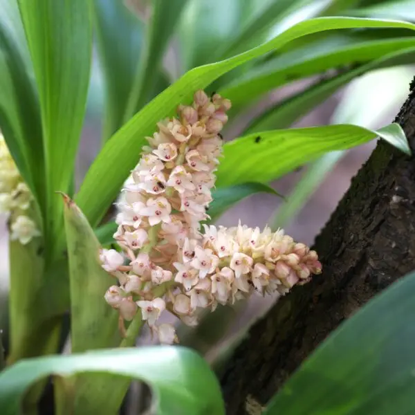 Pinalia spicata (D.Don) S.C.Chen & J.J.Wood Orchids of Nepal