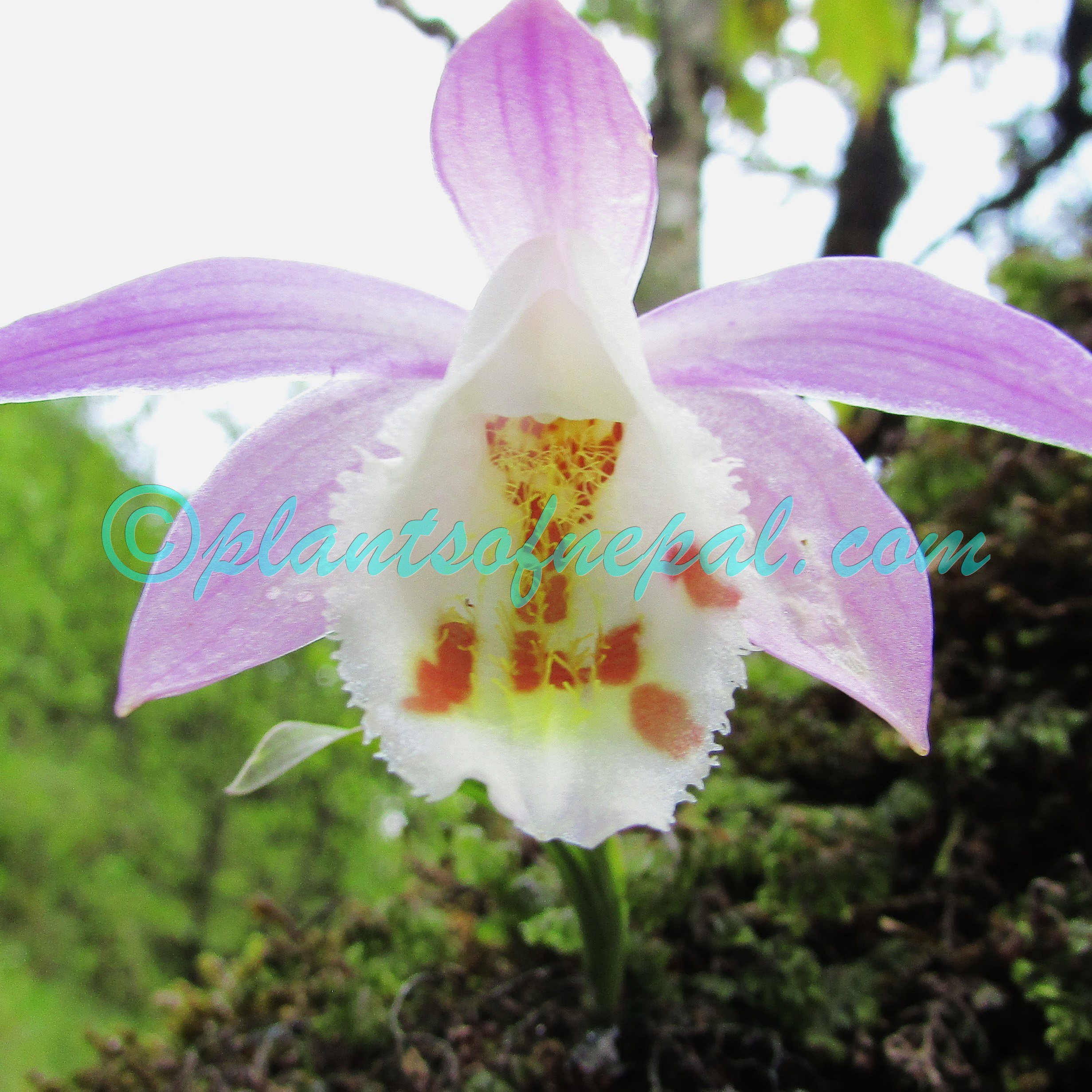 Pleione hookeriana (Lindl.) Rollisson Orchids of Nepal
