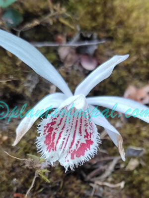 Pleione humilis (Sm.) D.Don Orchids of Nepal