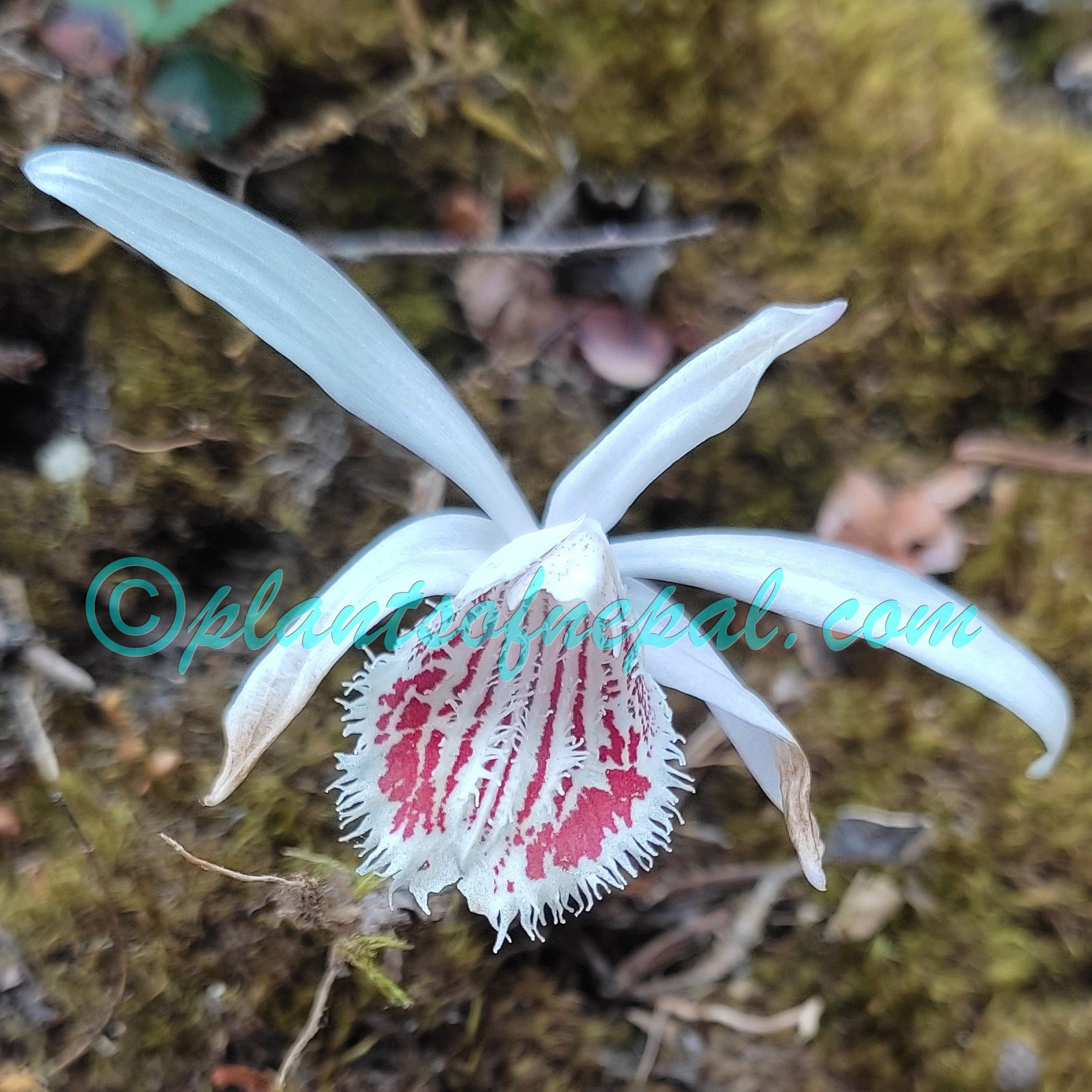 Pleione humilis (Sm.) D.Don Orchids of Nepal