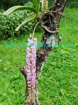 Rhynchostylis retusa (L.) Blume Orchids of Nepal