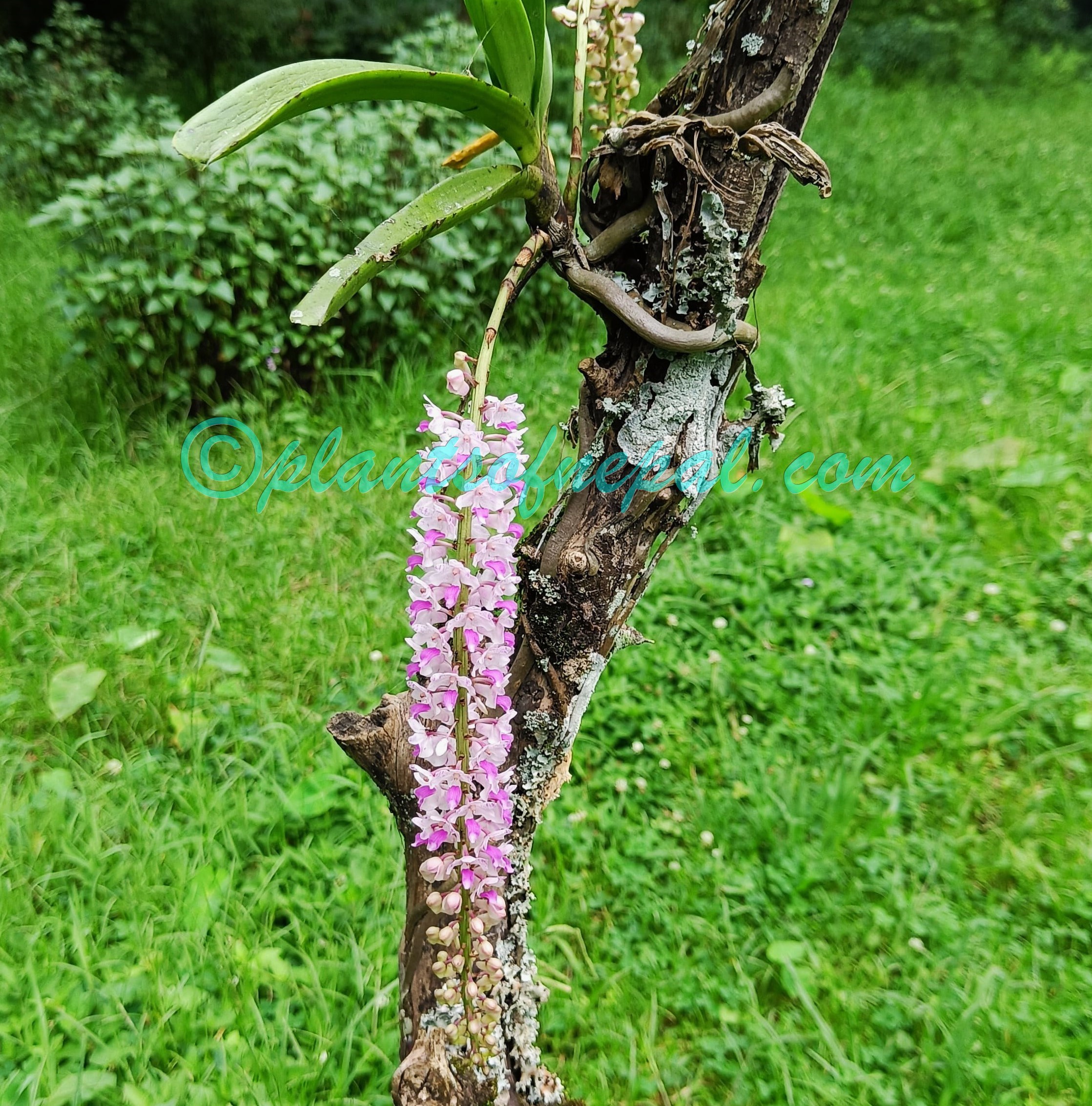 Rhynchostylis retusa (L.) Blume Orchids of Nepal