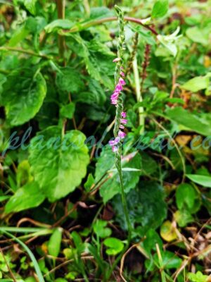 Spiranthes australis (R.Br.) Lindl. Orchids of Nepal