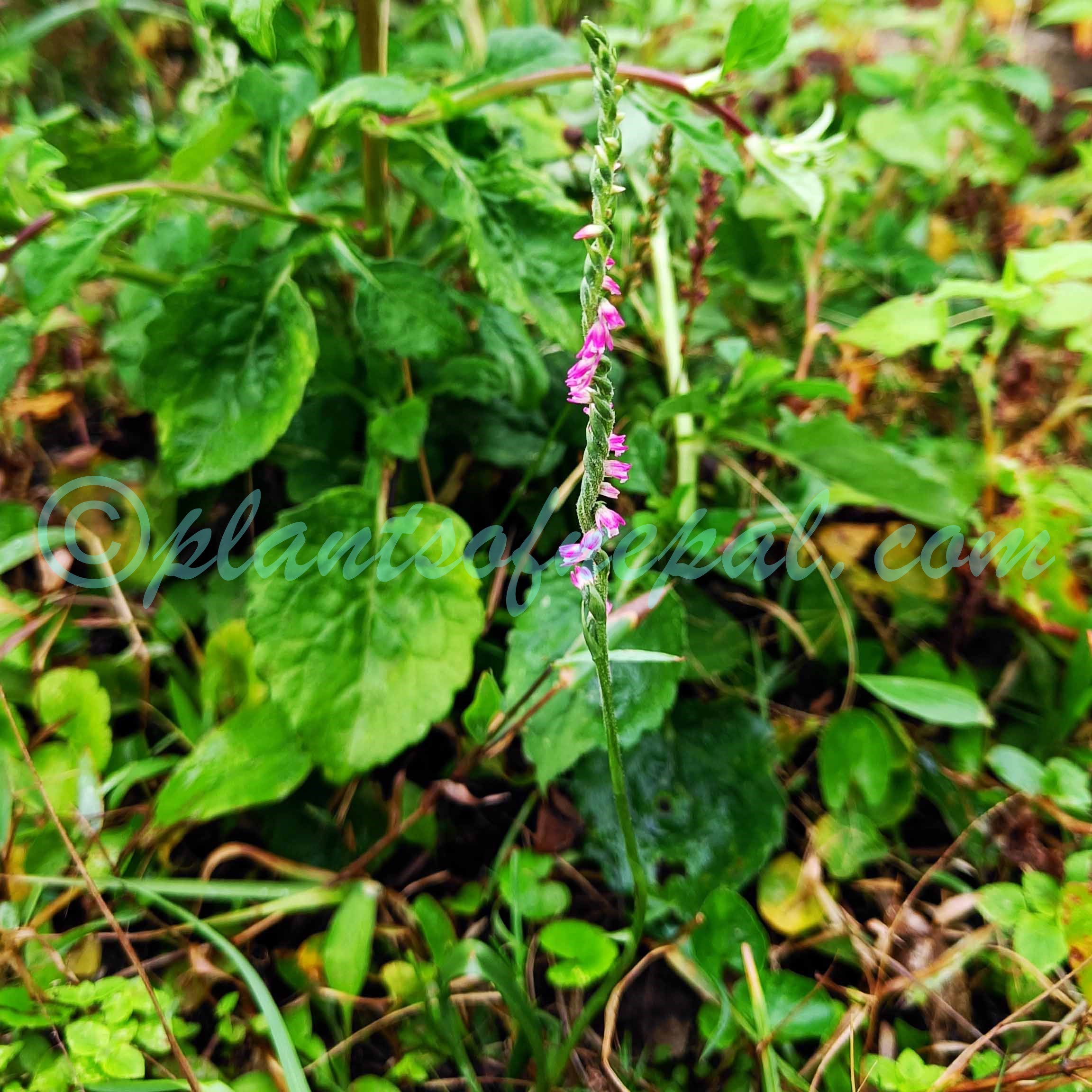 Spiranthes australis (R.Br.) Lindl. Orchids of Nepal