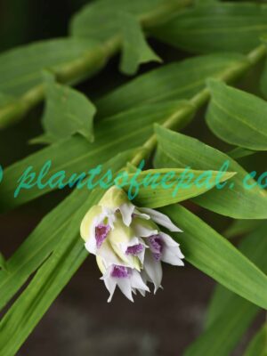 Thunia alba (Lindl.) Rchb.f. Orchids of Nepal