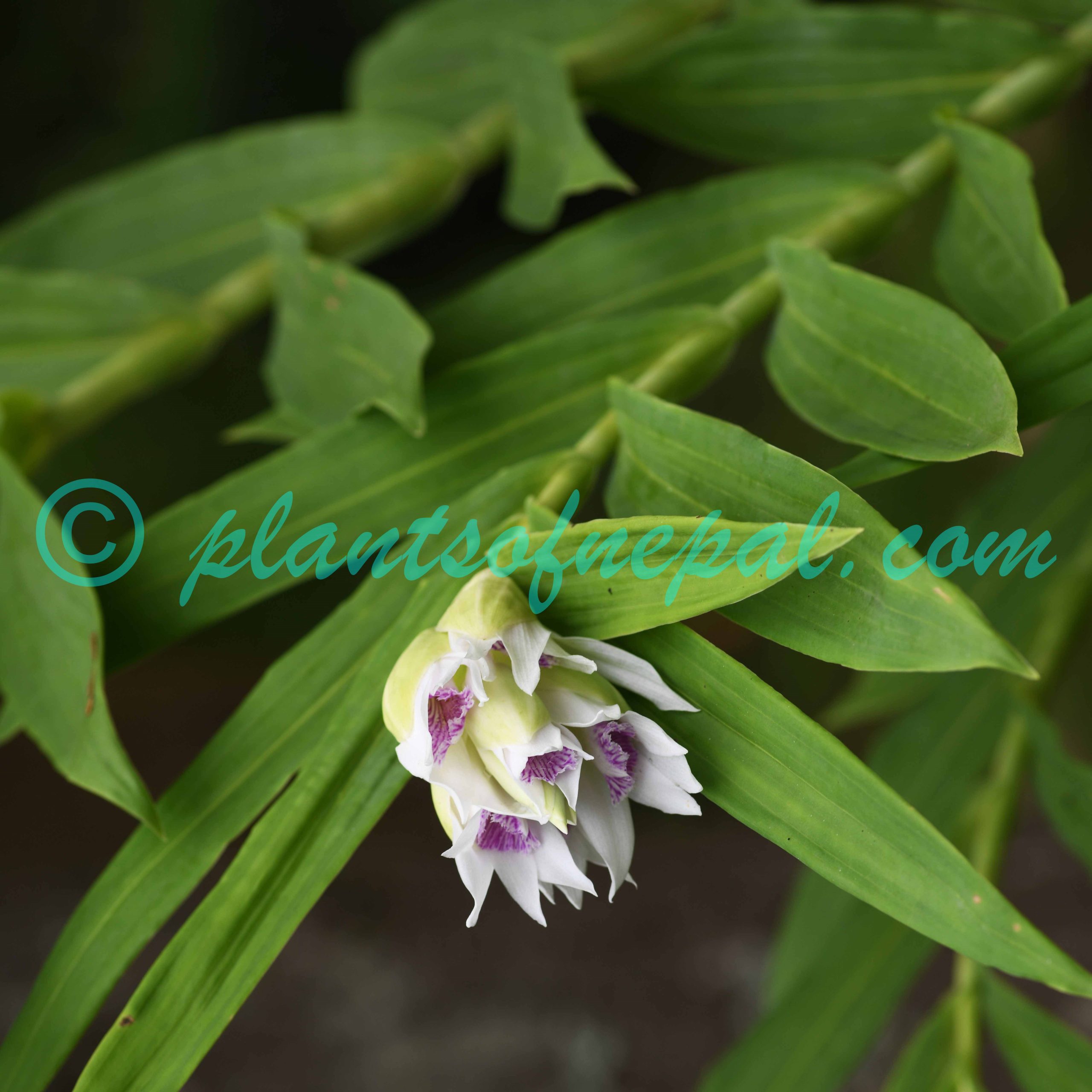 Thunia alba (Lindl.) Rchb.f. Orchids of Nepal