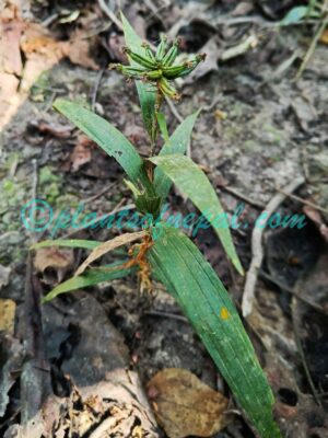 Tropidia curculigoides Lindl. Orchids of Nepal