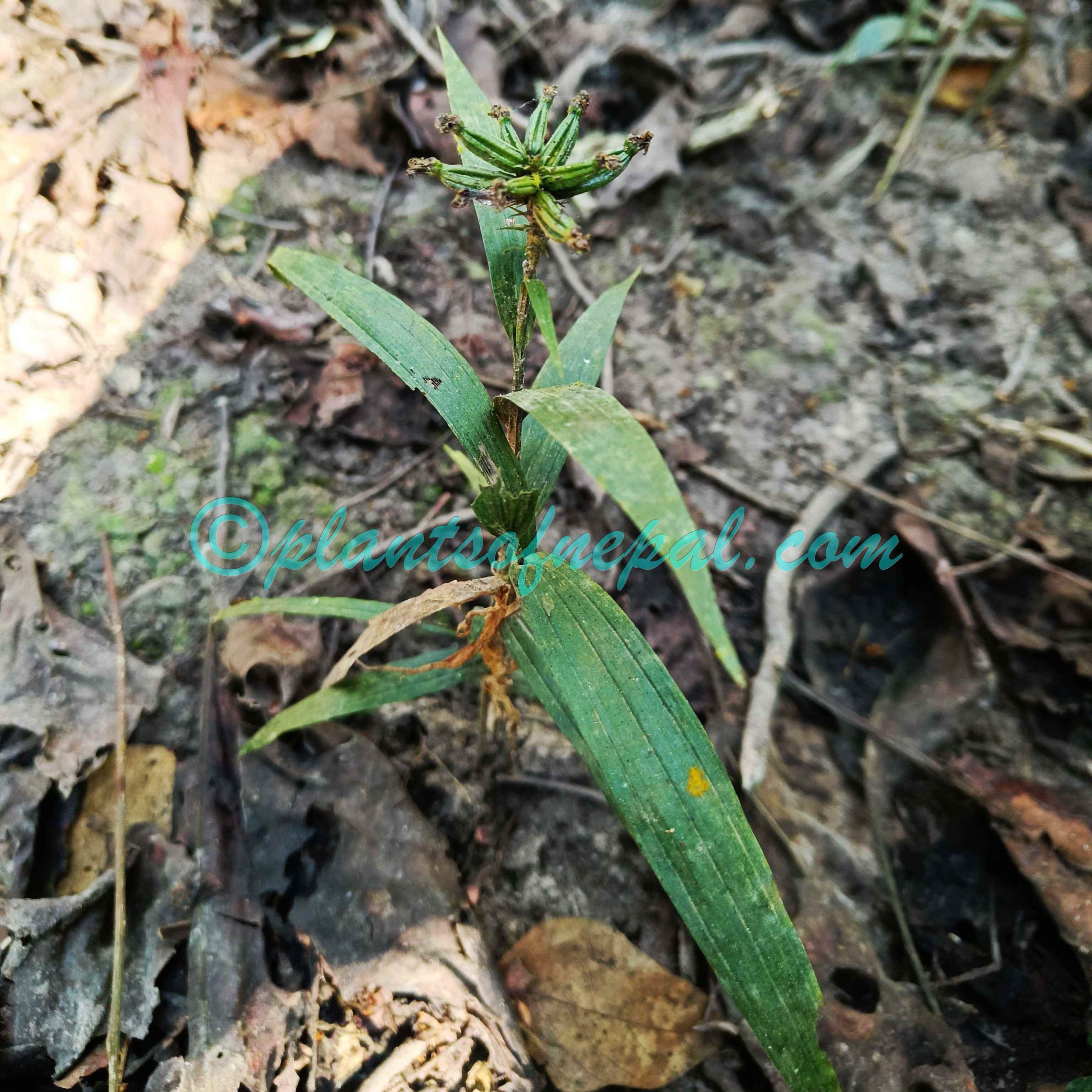 Tropidia curculigoides Lindl. Orchids of Nepal