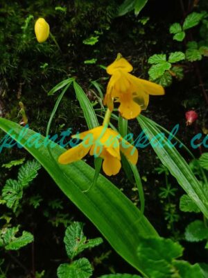 Spathoglottis ixioides (D.Don) Lindl. Orchids of Nepal