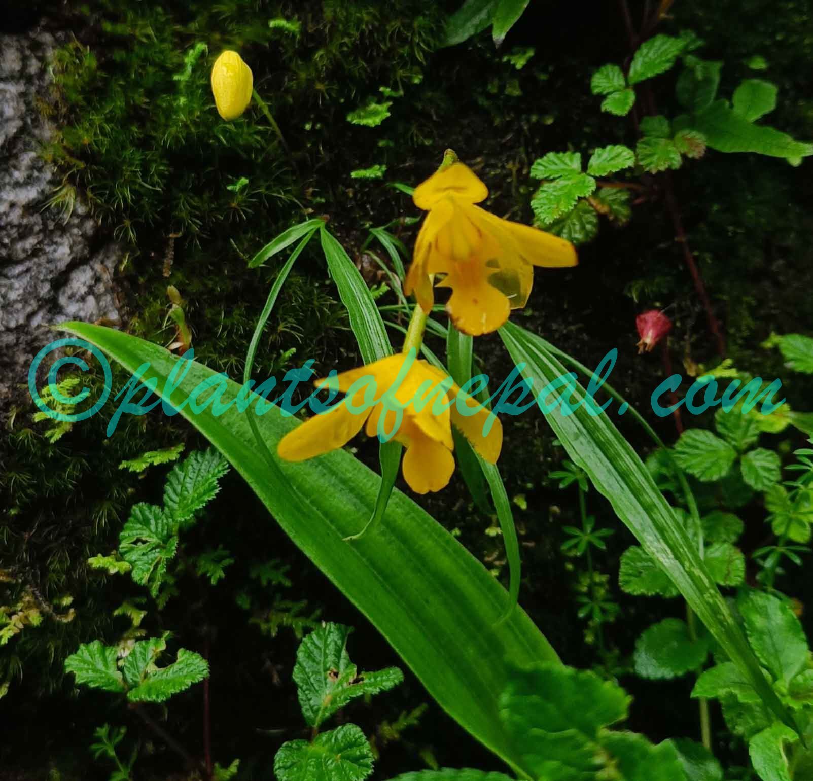Spathoglottis ixioides (D.Don) Lindl. Orchids of Nepal