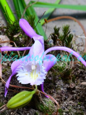 Pleione praecox (Sm.) D.Don Orchids of Nepal