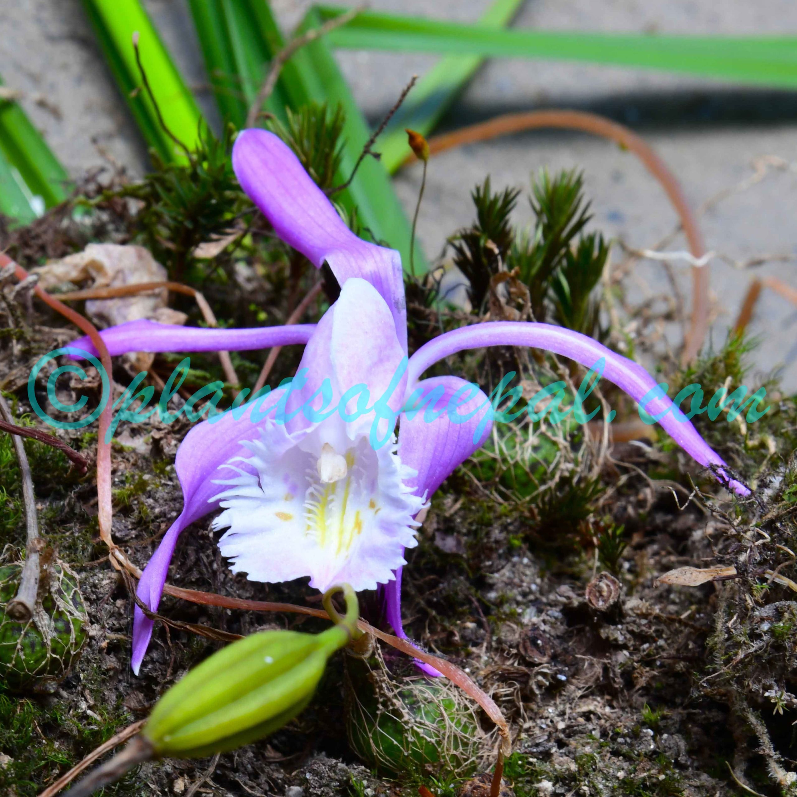 Pleione praecox (Sm.) D.Don Orchids of Nepal
