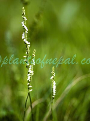 Spiranthes flexuosa (Sm.) Lindl. Orchids of Nepal