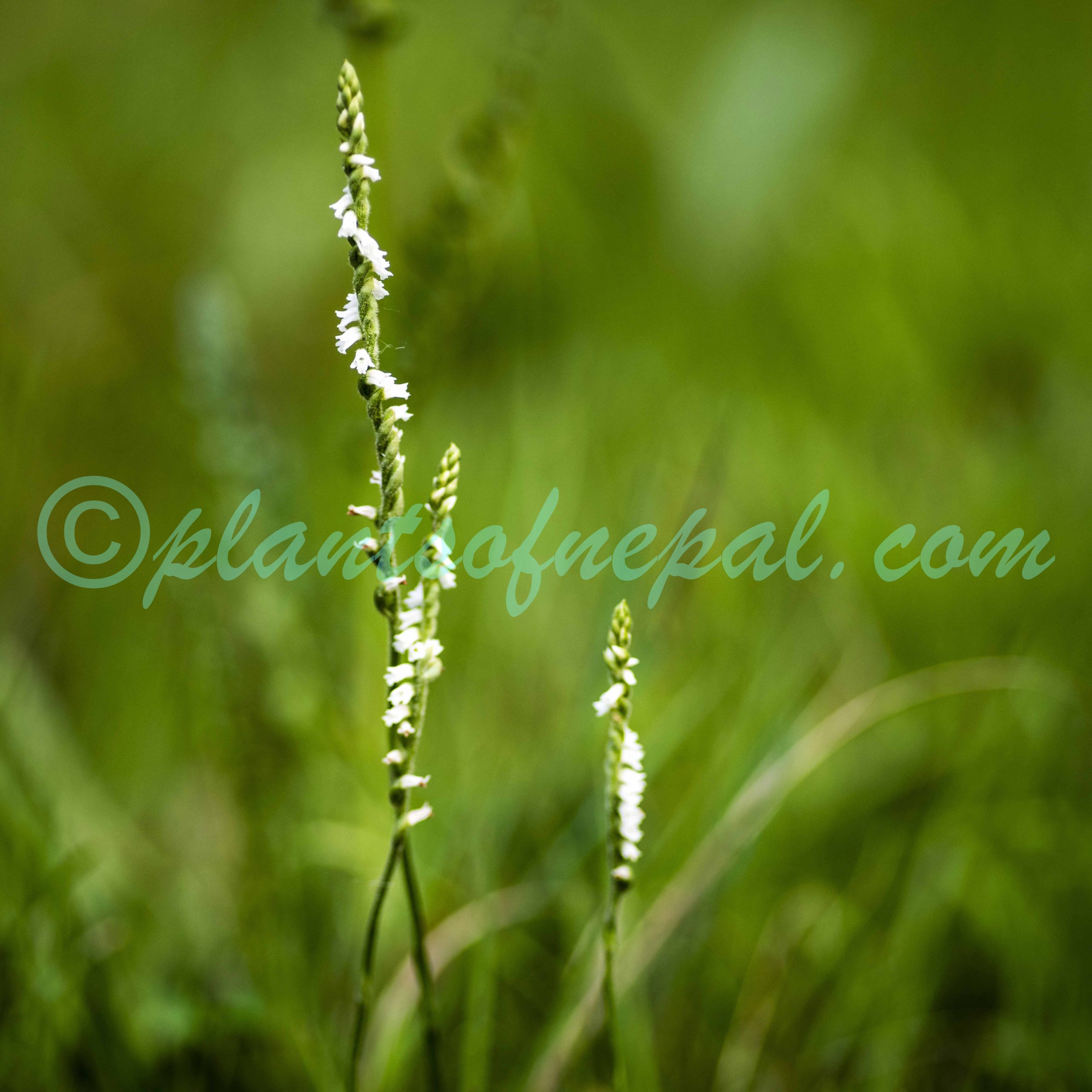Spiranthes flexuosa (Sm.) Lindl. Orchids of Nepal