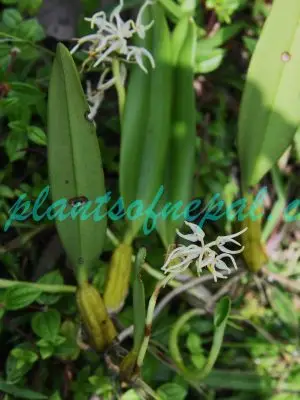 Bulbophyllum odoratissimum (Sm.) Lindl. ex Wall. Orchids of Nepal