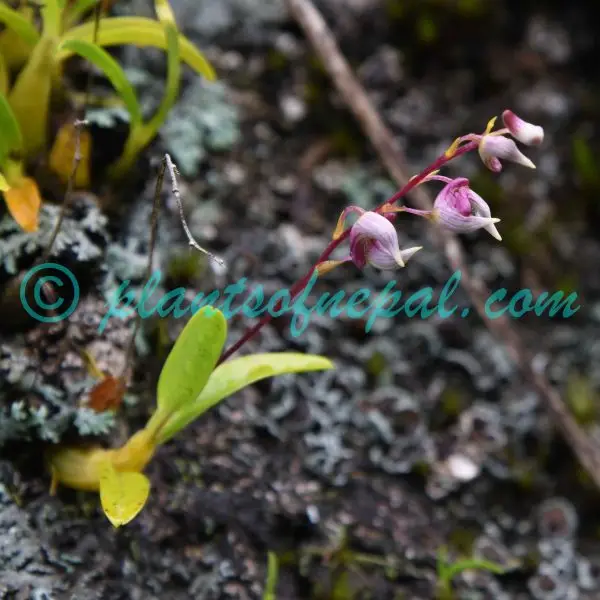 Dendrobium monticola P.F.Hunt & Summerh. Orchids of Nepal Dendrobium monticola P.F.Hunt & Summerh. Orchids of Nepal