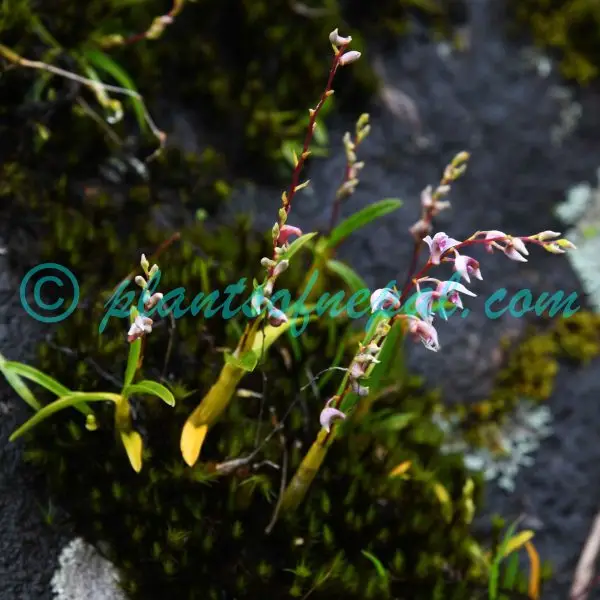 Dendrobium monticola P.F.Hunt & Summerh. Orchids of Nepal Dendrobium monticola P.F.Hunt & Summerh. Orchids of Nepal