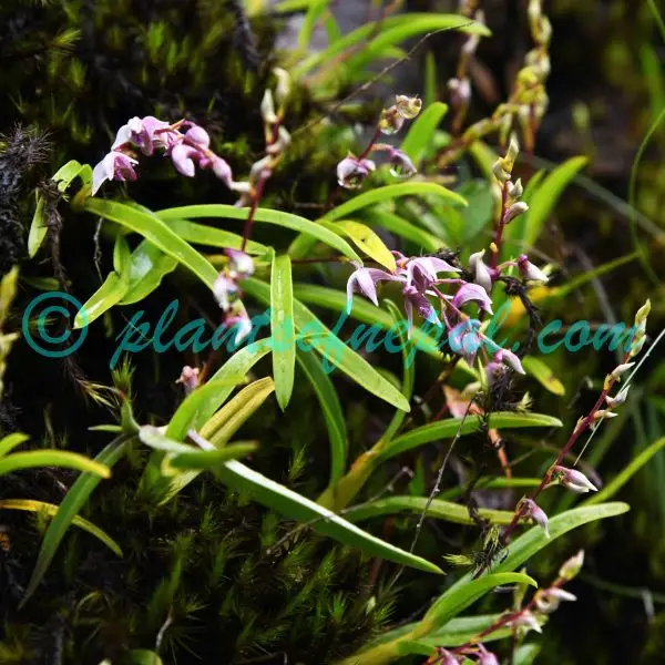 Dendrobium monticola P.F.Hunt & Summerh. Orchids of Nepal Dendrobium monticola P.F.Hunt & Summerh. Orchids of Nepal