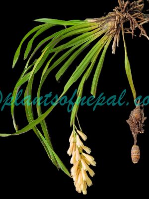 Cymbidium elegans Lindl. Orchids of Nepal Cymbidium elegans Lindl. Orchids of Nepal