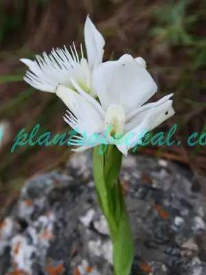 Pecteilis gigantea (Sm.) Raf. Orchids of Nepal Pecteilis gigantea (Sm.) Raf. Orchids of Nepal