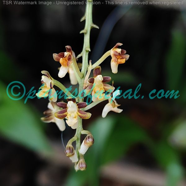 Cleisostoma racemiferum (Lindl.) Garay Orchids of Nepal