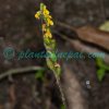 Zeuxine flava (Wall. ex Lindl.) Trimen Orchids of Nepal
