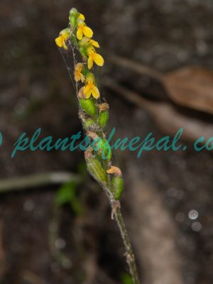 Zeuxine flava (Wall. ex Lindl.) Trimen Orchids of Nepal Zeuxine flava (Wall. ex Lindl.) Trimen Orchids of Nepal