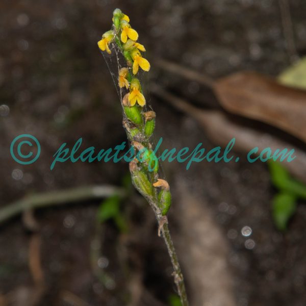 Zeuxine flava (Wall. ex Lindl.) Trimen Orchids of Nepal