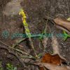 Zeuxine flava (Wall. ex Lindl.) Trimen Orchids of Nepal
