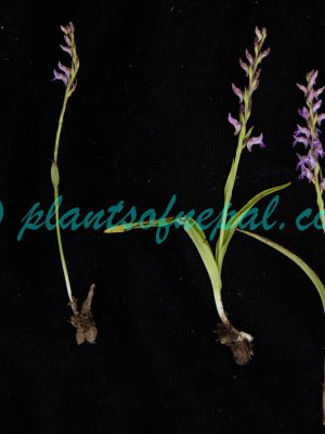 Hemipilia secundiflora (Kraenzl.) Y.Tang & H.Peng Orchids of Nepal Hemipilia secundiflora (Kraenzl.) Y.Tang & H.Peng Orchids of Nepal