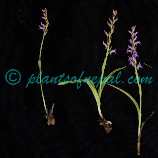 Hemipilia secundiflora (Kraenzl.) Y.Tang & H.Peng Orchids of Nepal