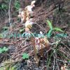 Epipogium aphyllum Sw. Orchids of Nepal