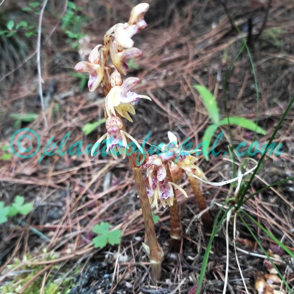 Epipogium aphyllum Sw. Orchids of Nepal